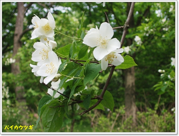 皇居　東御苑のお花　（一）_c0051107_20132553.jpg