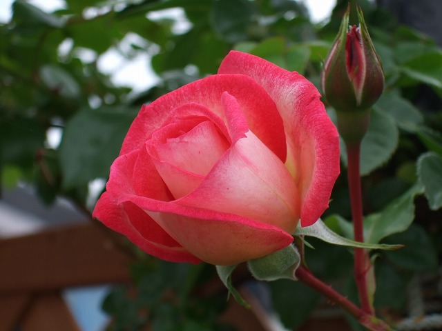 b0107310_22465138.jpg
