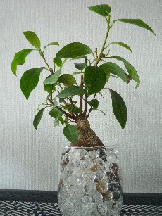 ガジュマル 2 植え替え 鈴白は日々つつがなく