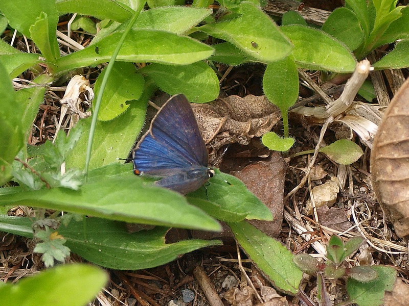 20090504  フジの花咲く散歩道；トラフシジミ開翅など （山梨県）_d0090322_85146.jpg