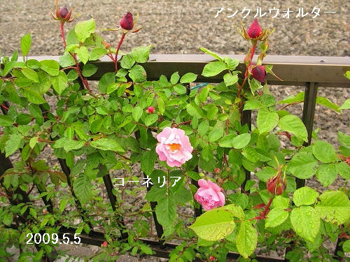 e0072023_20575899.jpg