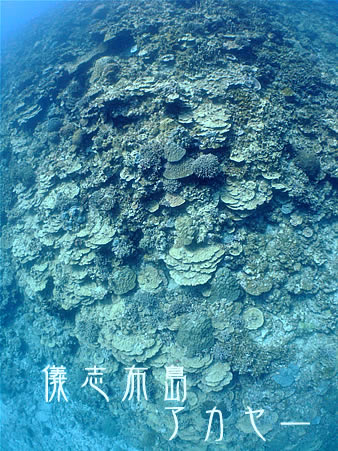 d0107725_21345822.jpg