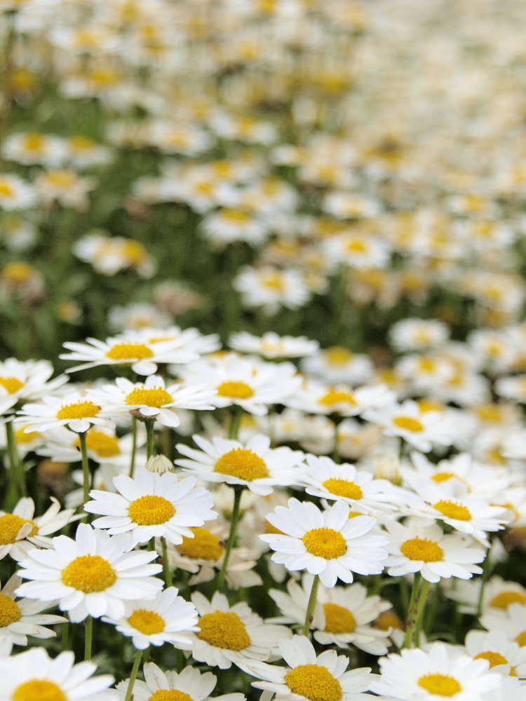 この花臭い てん