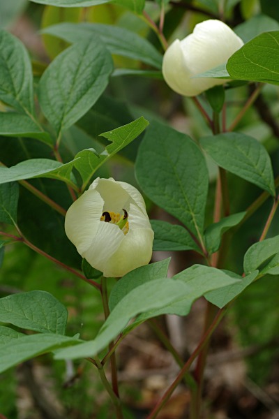 伊吹の花（伊吹野・奥伊吹・三東野）_c0192827_1032892.jpg