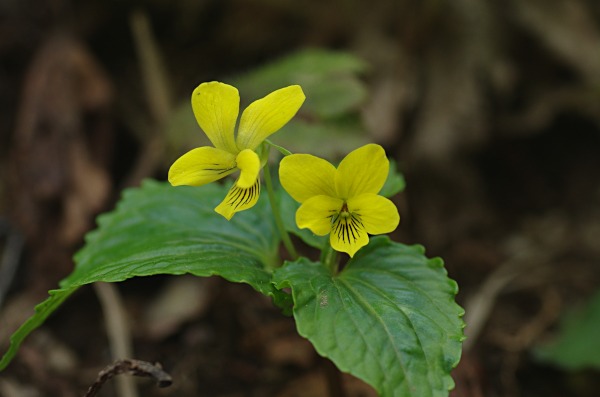 伊吹の花（伊吹野・奥伊吹・三東野）_c0192827_954567.jpg