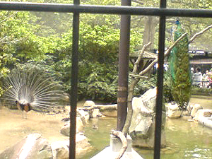 神戸王子動物園～パンダがいるのだ！～　＃347_e0068533_15144298.jpg