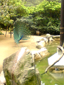 神戸王子動物園~パンダがいるのだ!~ #347_e0068533_15353140.jpg