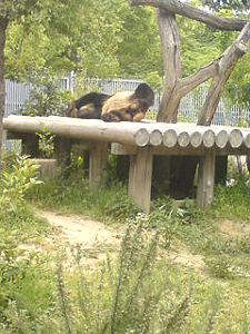 神戸王子動物園~パンダがいるのだ!~ #347_e0068533_1573739.jpg