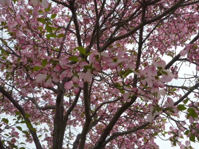 e0004334_20523995.jpg