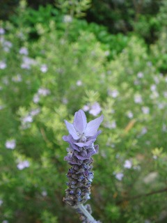 今日はひっそり咲くブルー系の花_a0076237_744271.jpg