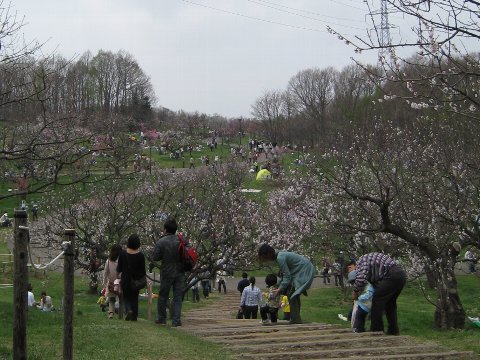 梅の名所_c0115638_13512786.jpg