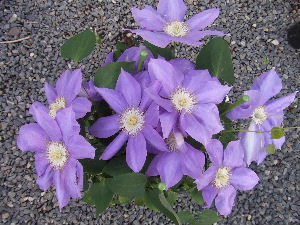 a0054240_2053712.jpg