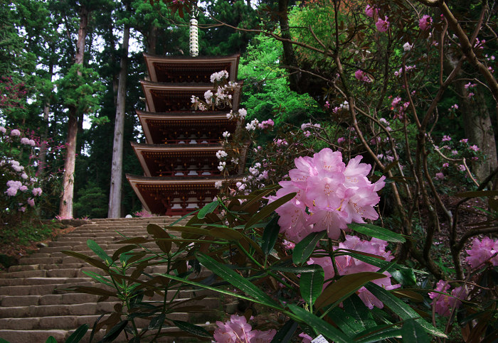 女人高野の春(室生寺)_f0155048_23424855.jpg