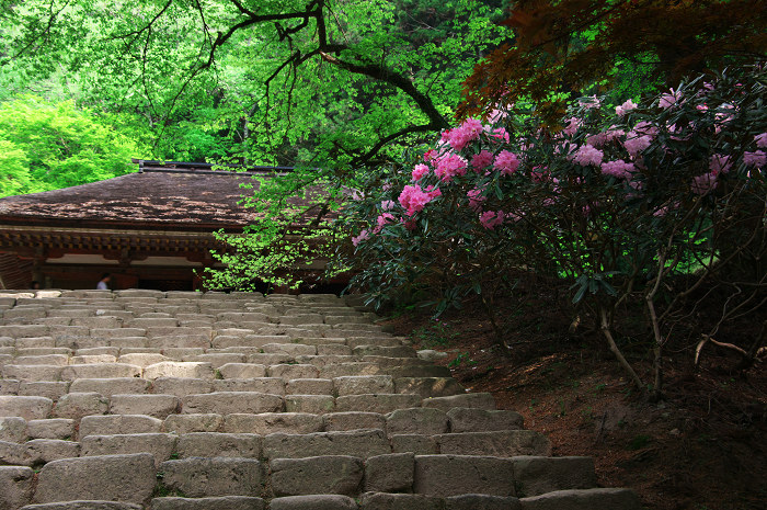 女人高野の春(室生寺)_f0155048_23432790.jpg
