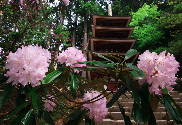 女人高野の春(室生寺)_f0155048_23445432.jpg