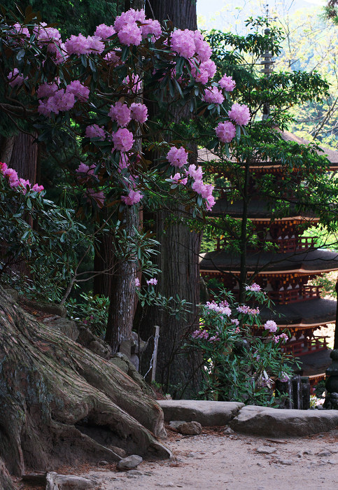 女人高野の春(室生寺)_f0155048_23453184.jpg