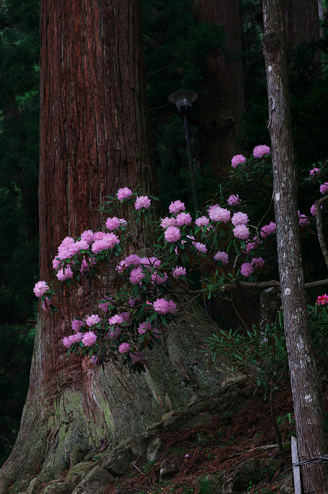 女人高野の春(室生寺)_f0155048_23463964.jpg