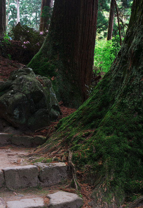 女人高野の春(室生寺)_f0155048_23473569.jpg