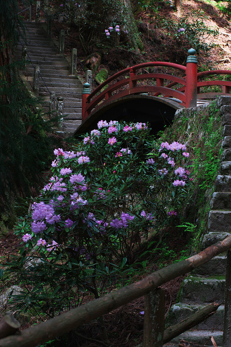 女人高野の春(室生寺)_f0155048_23475835.jpg