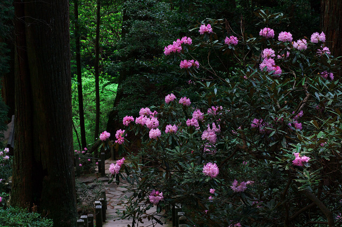 女人高野の春(室生寺)_f0155048_23484613.jpg