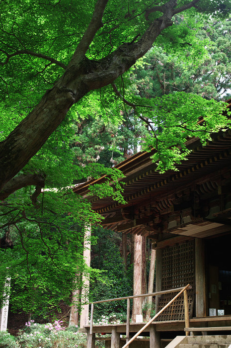 女人高野の春(室生寺)_f0155048_2349387.jpg