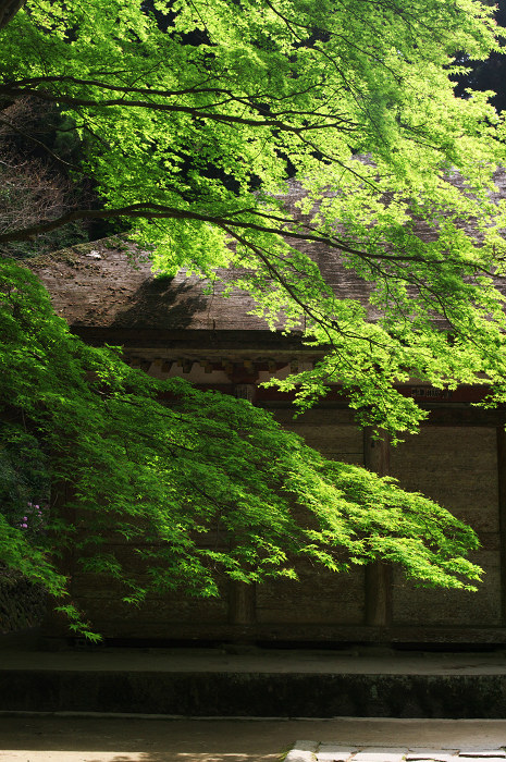 女人高野の春(室生寺)_f0155048_23502264.jpg
