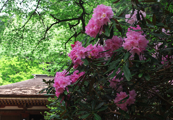 女人高野の春(室生寺)_f0155048_23513425.jpg