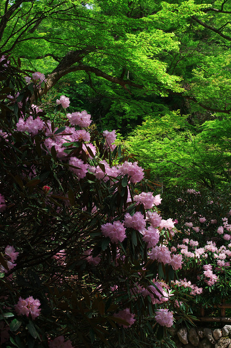 女人高野の春(室生寺)_f0155048_23532586.jpg