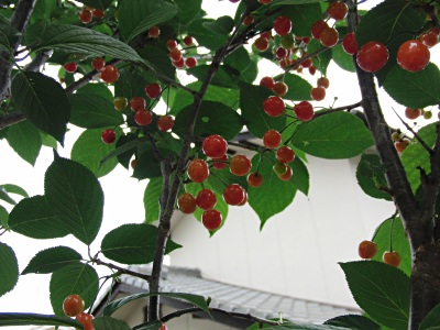 c0117150_17385071.jpg