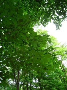 e0028650_21214282.jpg