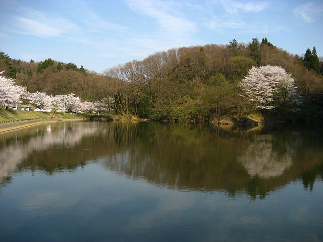 秋葉湖の桜_d0113853_23362155.jpg