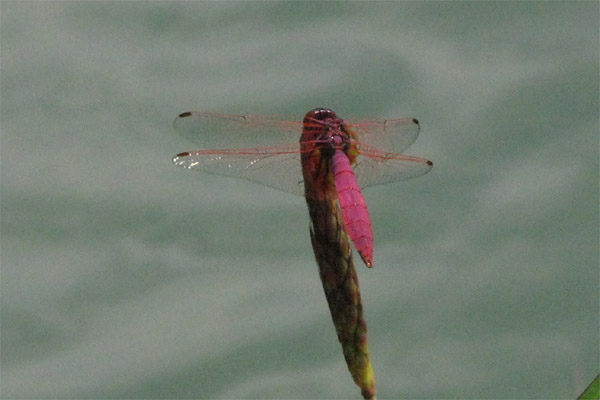 c0181556_17351928.jpg