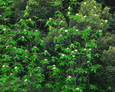 e0035757_1881073.jpg
