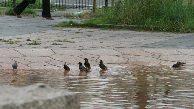 椋鳥、カワラヒワ、鳩の水浴び_a0030958_09376.jpg