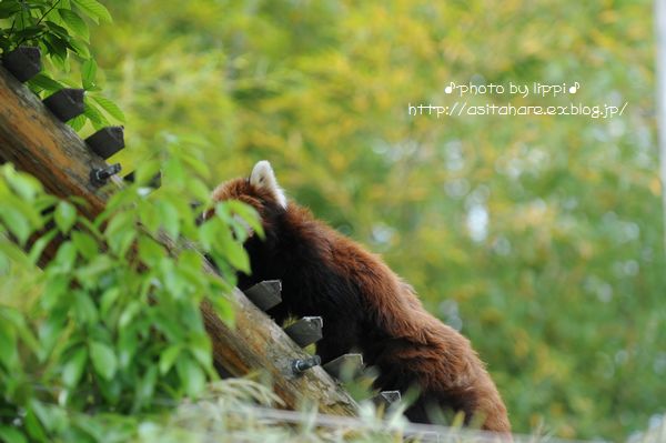 レッサーパンダ便り　　梢さん安らかに_b0024758_0412296.jpg