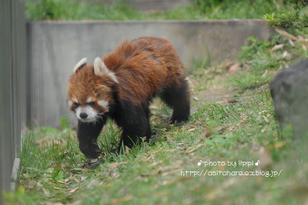 レッサーパンダ便り　　梢さん安らかに_b0024758_0454815.jpg