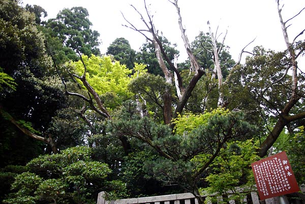 c0043361_21223346.jpg