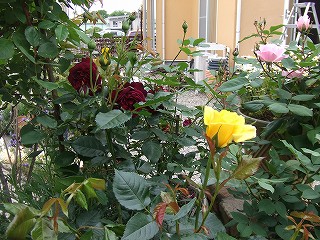 a0104162_21193167.jpg