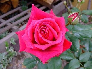 a0104162_21201761.jpg