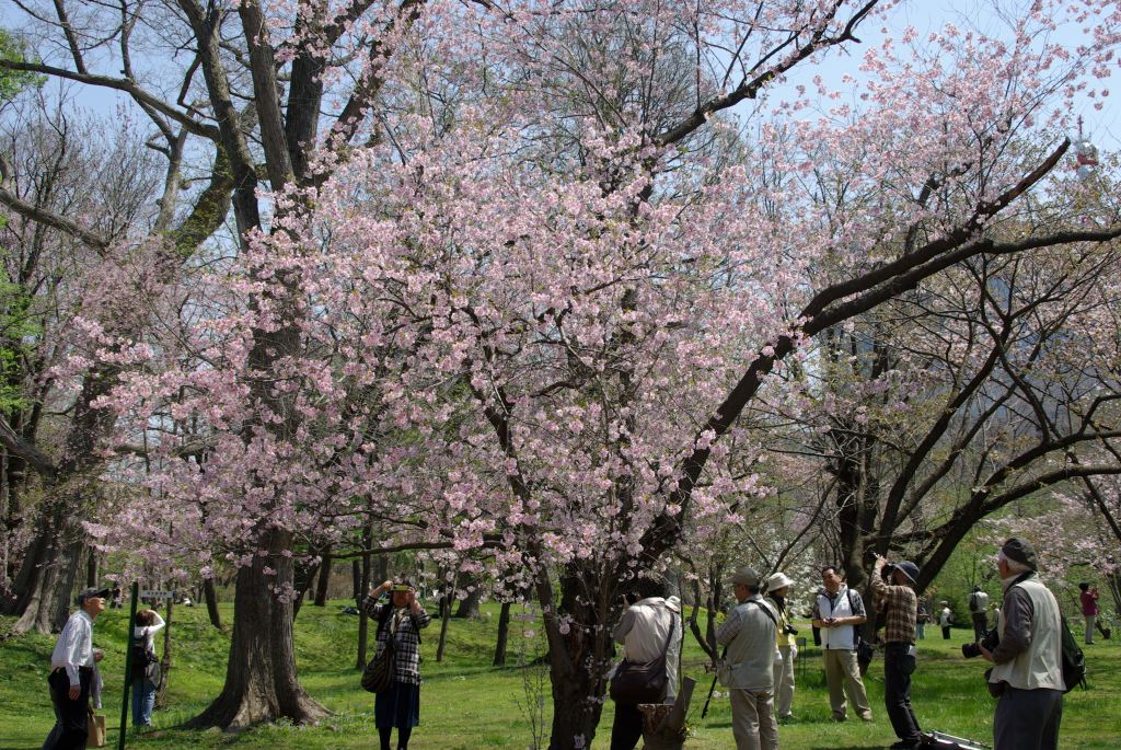 梅も桜も満開～春爛漫～_b0149169_2022528.jpg