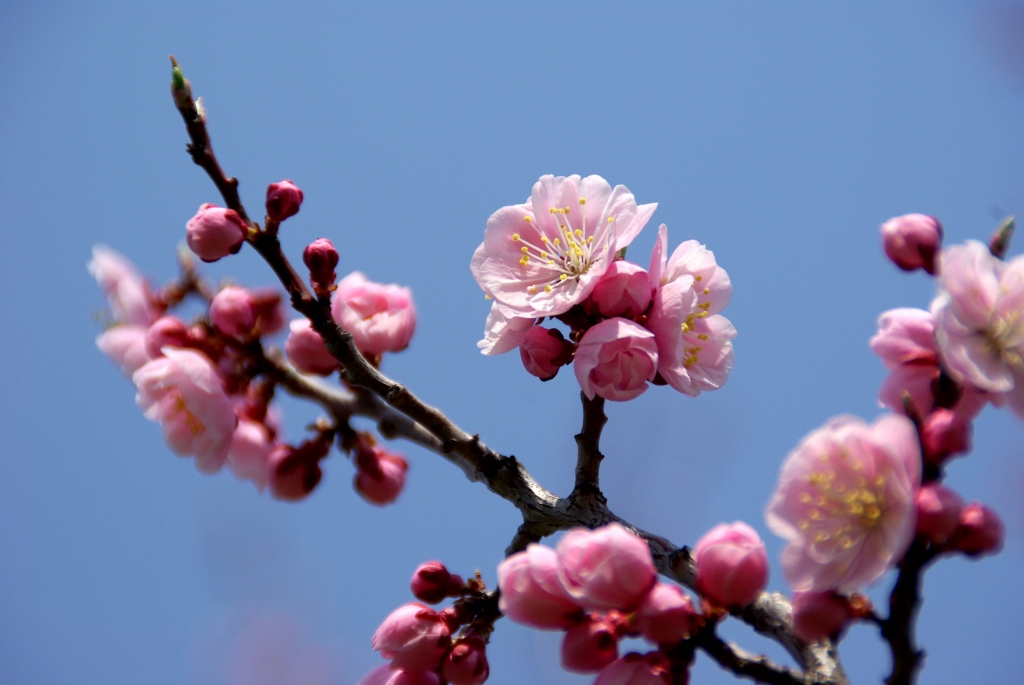 梅も桜も満開～春爛漫～_b0149169_20242281.jpg