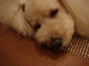 2009.5.4 今日もたいくつ_a0083571_9493327.jpg