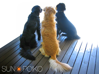 5月5日(火)SUN POIKO(サンポイコ) 犬のうた_e0006772_21201688.jpg