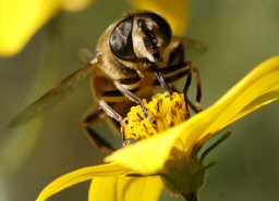 ヨーロッパの養蜂産業は10年足らずで壊滅　蜜蜂が集約農業・農薬ネオニコチノイドの犠牲 by 農業情報研究所_c0139575_335431.jpg