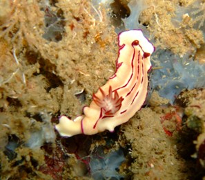 締めくくりは、カエルアンコウ?!_f0144385_22464494.jpg