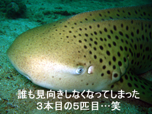 今度はサメ! サメ!! サメ~!!!_f0144385_2312845.jpg