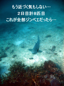 今度はサメ! サメ!! サメ~!!!_f0144385_233429.jpg