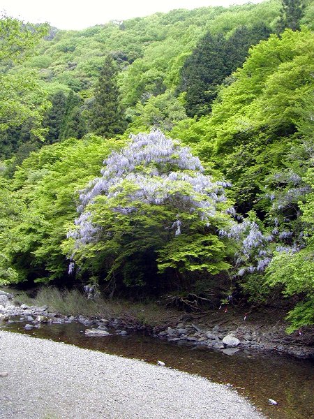 ハイキング in 清滝_c0057390_2351498.jpg