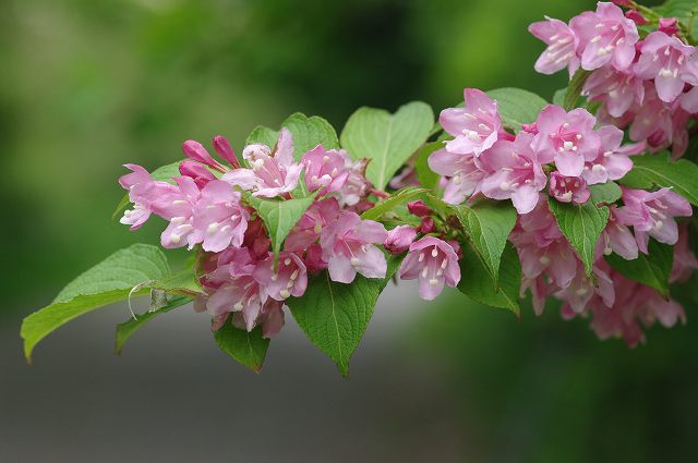 ■　初夏の花の木　　　09.5.5　　　（ノイバラ、タニウツギ、ハコネウツギ）_e0070891_2019729.jpg