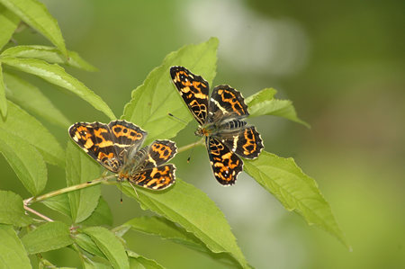 サカハチチョウの求愛（２００９年５月３日）_c0049095_23553580.jpg